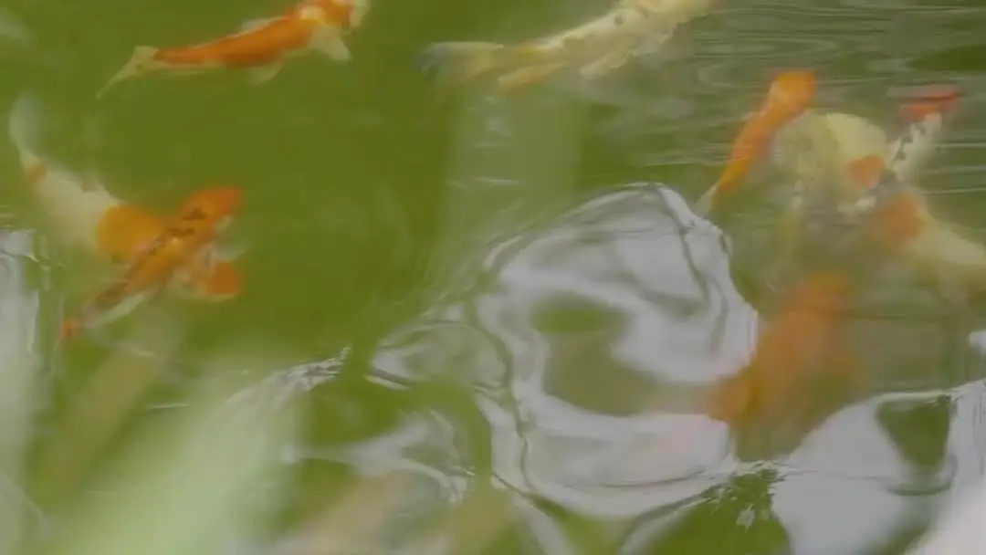 The Silent Heiress: When Waterfalls Flow Upward