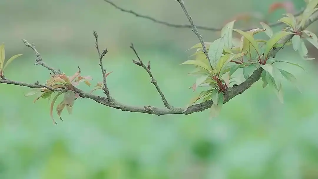 壊れた愛：緑の弁当箱が映す二つの人生