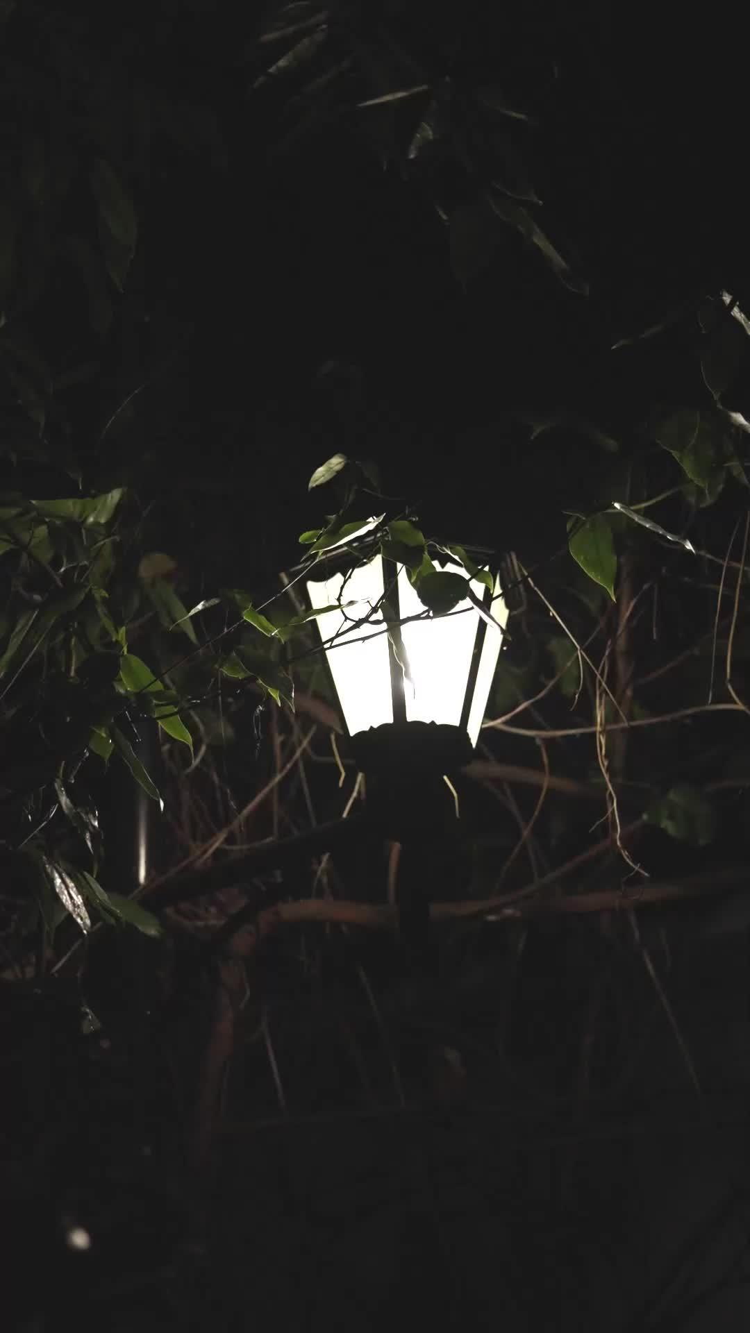 我家總裁是村姑